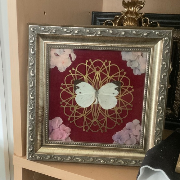 Custom framed butterfly - Picture 2 of 2